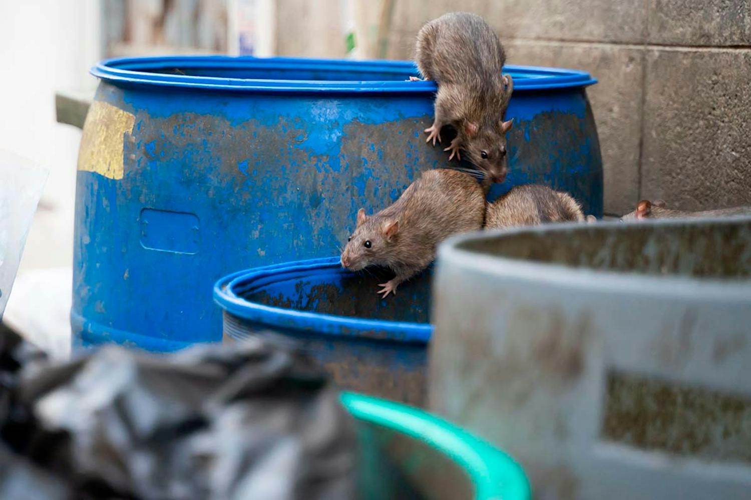 Bli av med de 4 värsta skadedjuren Skadedjur